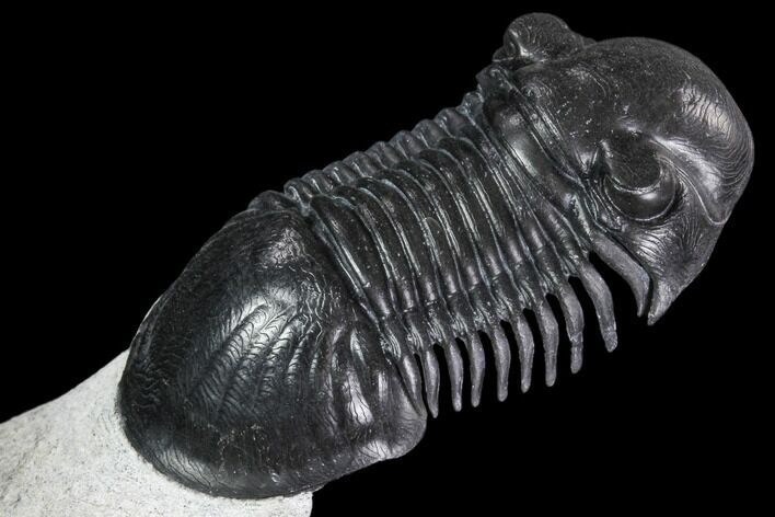 Paralejurus Trilobite Fossil - Unreal Preparation #108754
